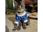 Adopt Link a Domestic Short Hair