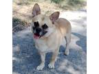 Adopt Dexter a Cardigan Welsh Corgi, Pug