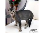 Adopt Casey-1057 a Domestic Short Hair