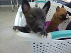 Adopt 56495582 a German Shepherd Dog, Mixed Breed