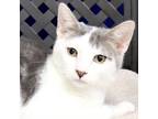 Adopt Bullwinkle a Domestic Short Hair
