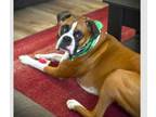 Adopt Lupin a Boxer