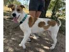 Adopt Tumble Weed a Mixed Breed