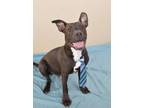Adopt Melvin a Labrador Retriever, American Staffordshire Terrier