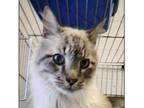 Adopt Bojangles King a Balinese