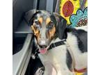 Adopt Edamame a Treeing Walker Coonhound, Hound