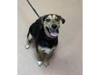 Adopt Toby a Beagle, Terrier