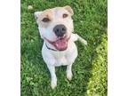 Adopt Casper a Pit Bull Terrier