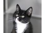 Adopt Benson a Domestic Short Hair