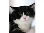 Adopt Timor a Domestic Medium Hair, Domestic Short Hair