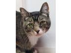 Adopt Taco a Domestic Short Hair