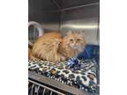 Adopt Simon *Front declawed* a Domestic Long Hair, Domestic Short Hair