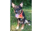 Adopt Dallas a Mixed Breed