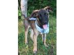 Adopt Billy Bob a Mixed Breed