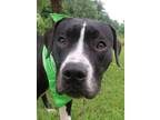 Adopt Dillard a Mixed Breed
