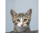 Adopt Bailey (bonded with Barnum) a Domestic Short Hair