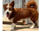 Adopt Marshall a Corgi, Poodle