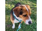 Adopt Pawhuska - City of Industry Location a Beagle