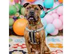 Adopt Mario a Pit Bull Terrier
