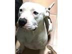 Adopt Frankie (Flower) a Pit Bull Terrier