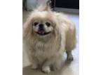 Adopt Nash (Ninetales) a Pekingese