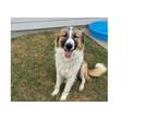 Adopt Beau a Collie