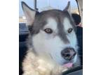 Adopt Max a Husky