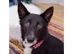 Adopt Randal a Border Collie
