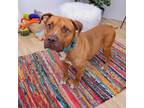 Adopt Carlos a American Staffordshire Terrier