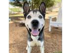 Adopt Lionel a Siberian Husky