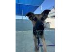 Adopt August a German Shepherd Dog, Mixed Breed