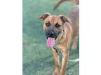 Adopt Paul a German Shepherd Dog, Mixed Breed
