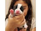 Adopt Steve Jr a Jack Russell Terrier