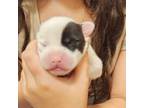 Adopt Oscar a Jack Russell Terrier