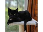 Adopt Capt Jack a Domestic Short Hair