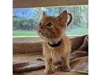 Adopt Will Turner a Domestic Short Hair