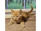Adopt James Norrington a Domestic Short Hair