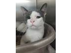 Adopt Julian a Domestic Short Hair