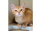 Adopt The Bad a Domestic Short Hair