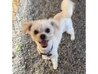 Adopt Tramp - SH0903 a Poodle, Terrier