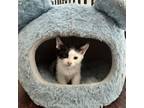 Adopt Zepher a Domestic Short Hair