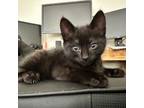 Adopt Nimbus a Domestic Short Hair