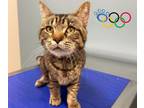 Adopt Frankie(Frankenstien) a Domestic Short Hair