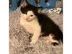 Adopt Uh-Oh Oreo 9099 a Domestic Short Hair