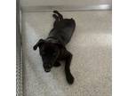 Adopt Jett a Mixed Breed, Labrador Retriever