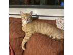 Adopt RUSTY a Domestic Short Hair