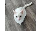 Adopt Luna a Domestic Short Hair