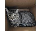 Adopt Grady a Domestic Short Hair