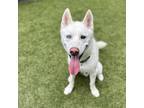 Adopt Wesley a Siberian Husky