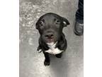 Adopt Wesson a Hound, Mixed Breed